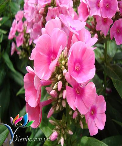hoa thanh trúc hồng nhạt